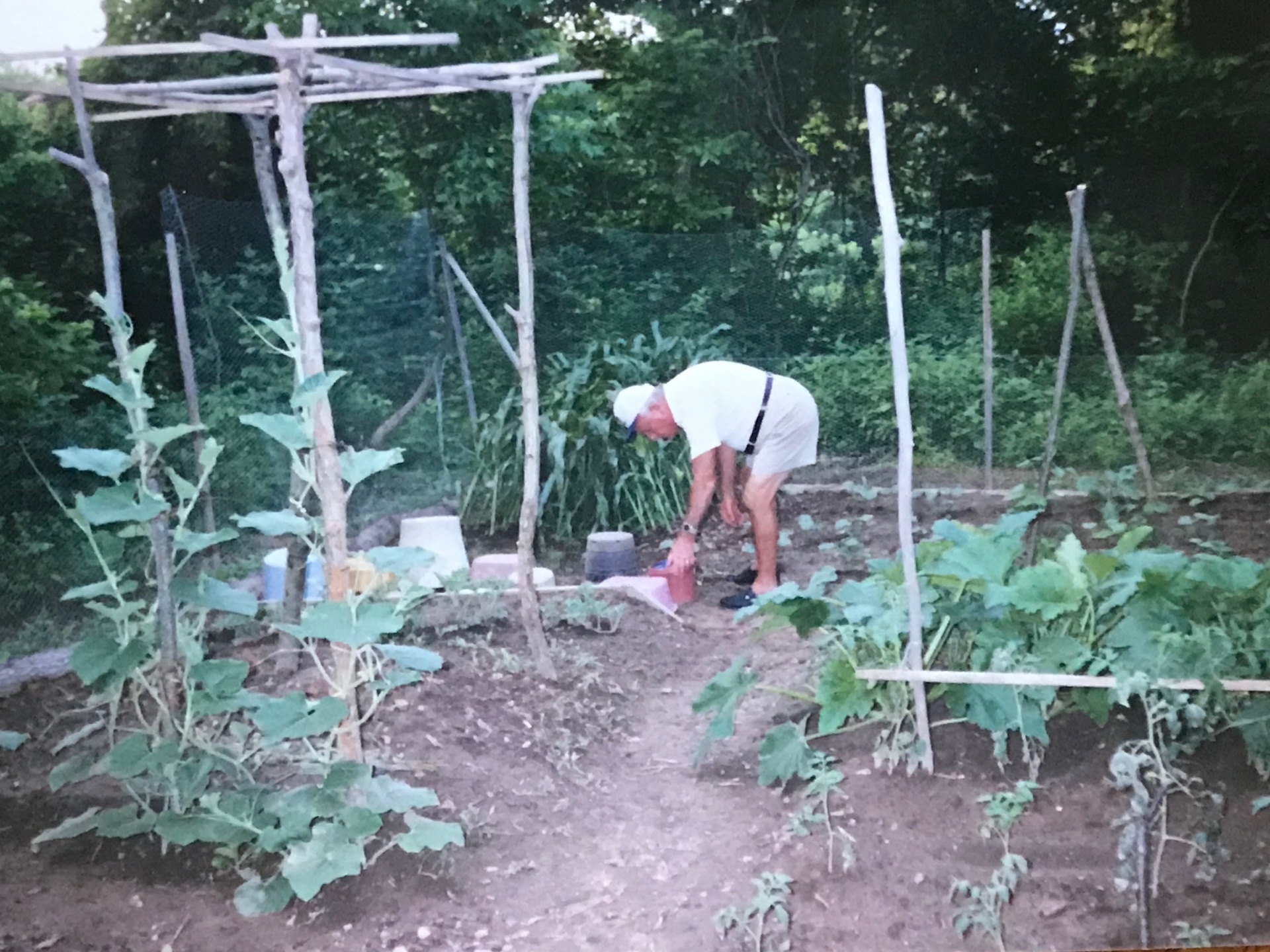 An older man in a white shirt and cap bent over a tilled vegetable garden with a trellis and buckets