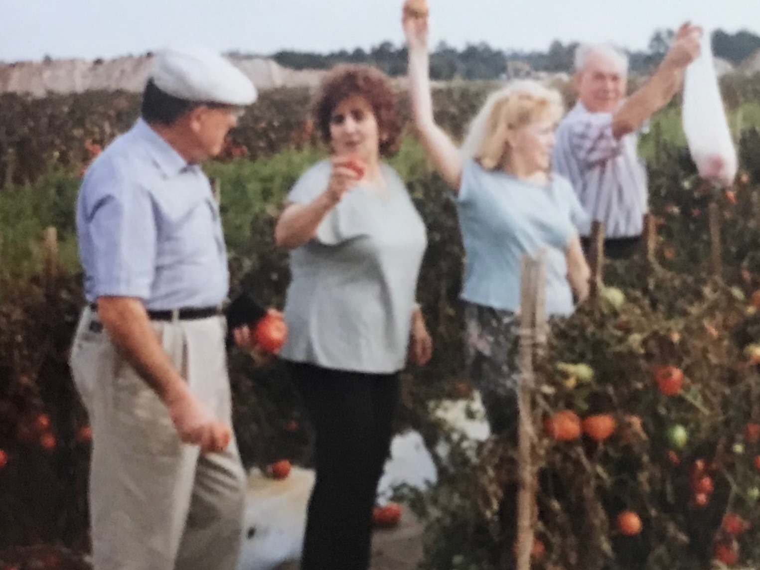Four people picking ripe tomatoes among rows of tomato plants